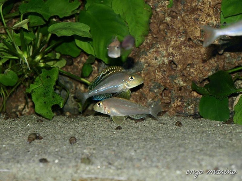 Xenotilapia sp. 'papilio sunflower' Isanga Bay